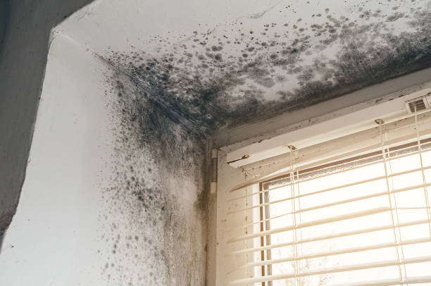 Affordable Mold Removal solutions in Fredericksburg, PA